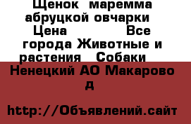 Щенок  маремма абруцкой овчарки › Цена ­ 50 000 - Все города Животные и растения » Собаки   . Ненецкий АО,Макарово д.